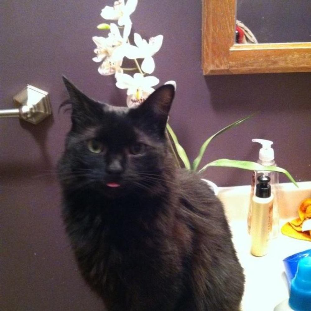 Meet your Posher, Kristen